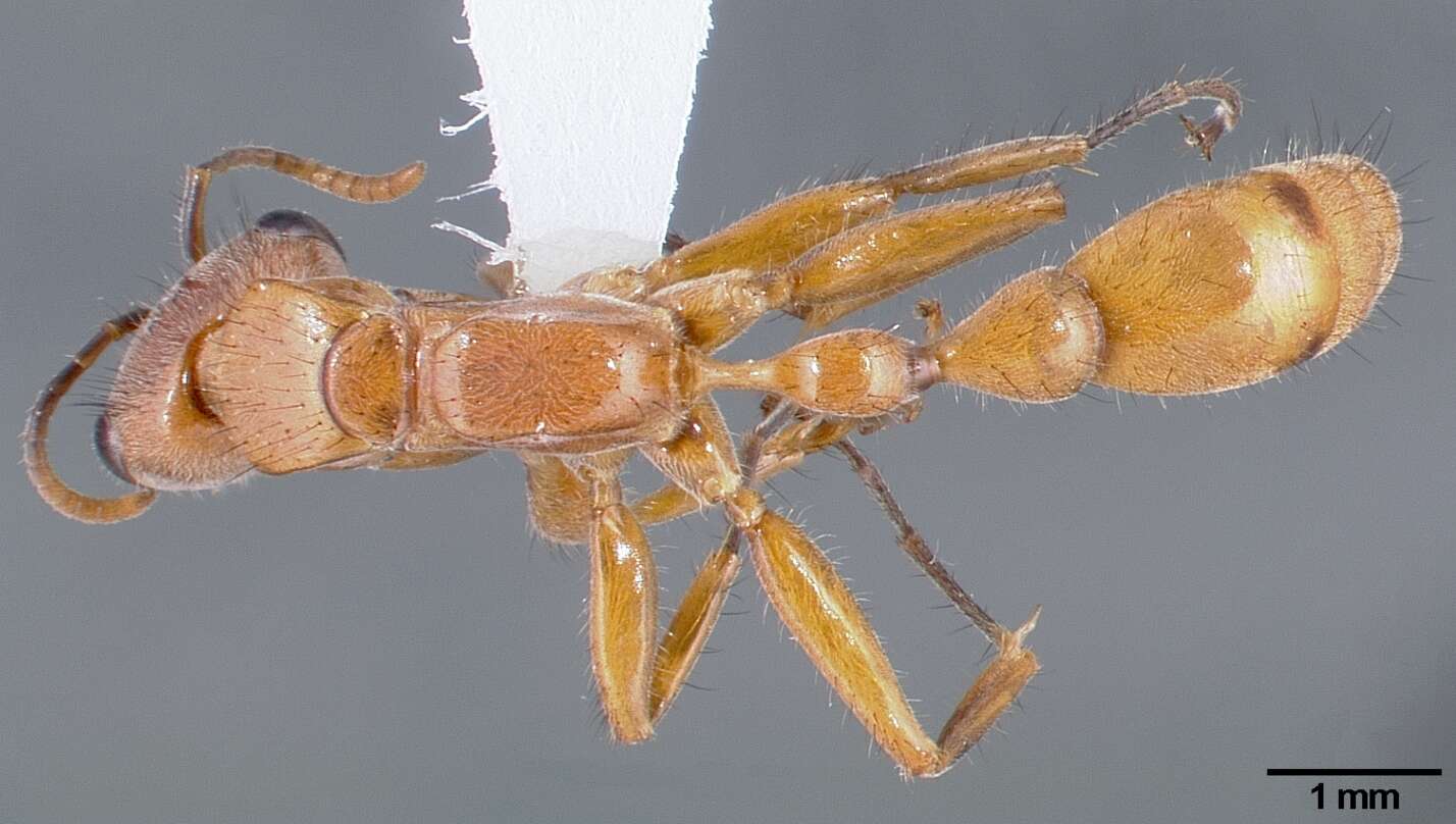 Image of Pseudomyrmex atripes (Smith 1860)