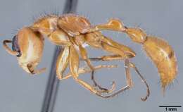 Image of Pseudomyrmex atripes (Smith 1860)