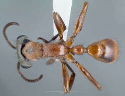 Image of Pseudomyrmex cladoicus (Smith 1858)