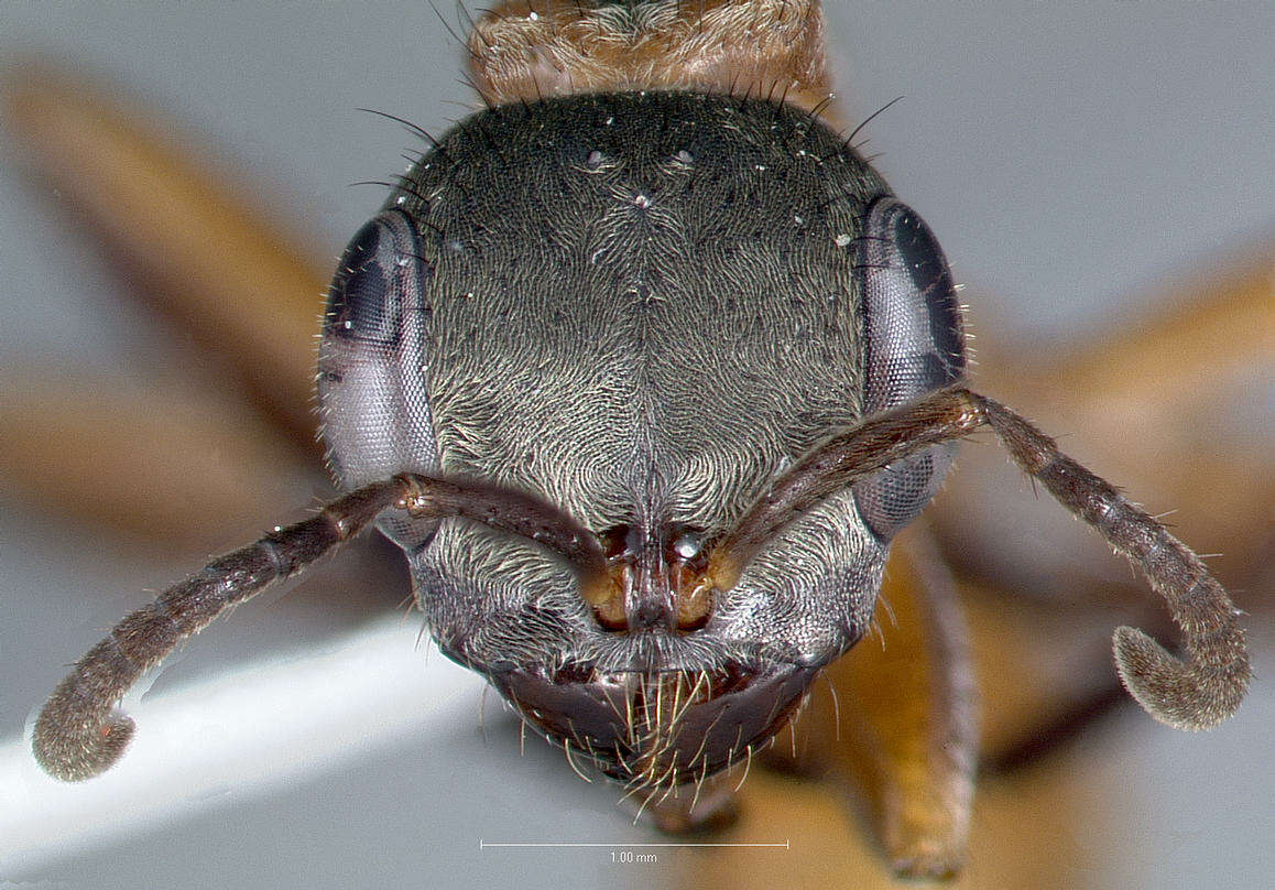 Image of Pseudomyrmex cladoicus (Smith 1858)