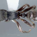 Pseudomyrmex godmani (Forel 1899) resmi