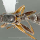 Image of Elongate Twig Ant