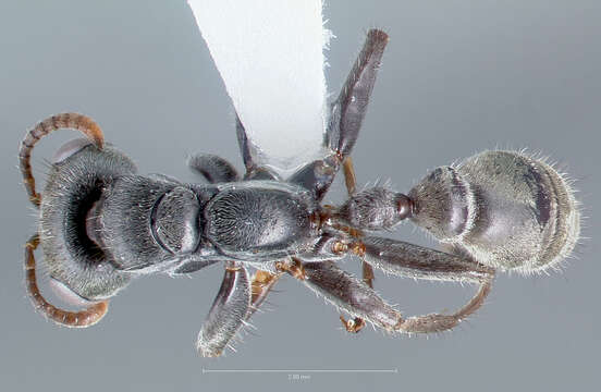 Image of <i>Pseudomyrmex hospitalis</i>