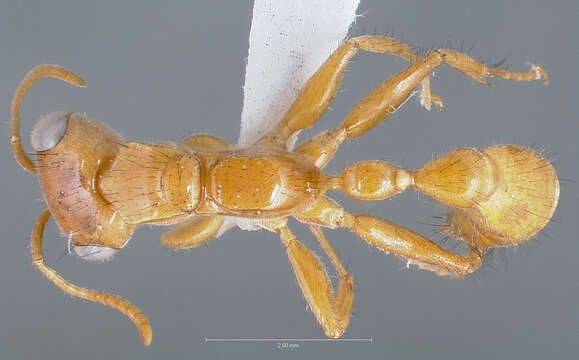 صورة Pseudomyrmex laevigatus (Smith 1877)