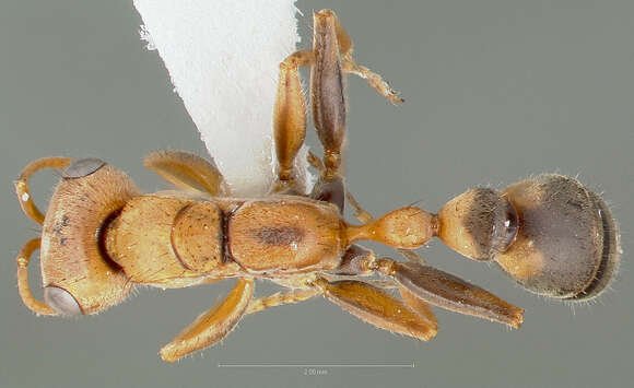 صورة Pseudomyrmex maculatus (Smith 1855)