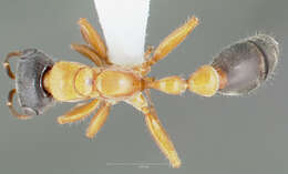 Image of Pseudomyrmex major (Forel 1899)