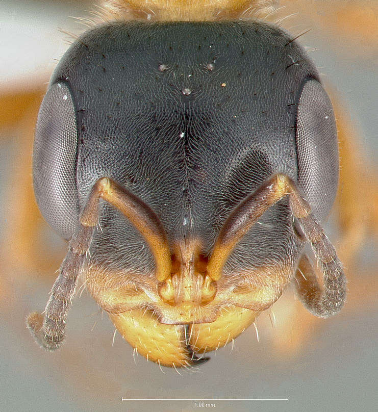 Image of Pseudomyrmex major (Forel 1899)