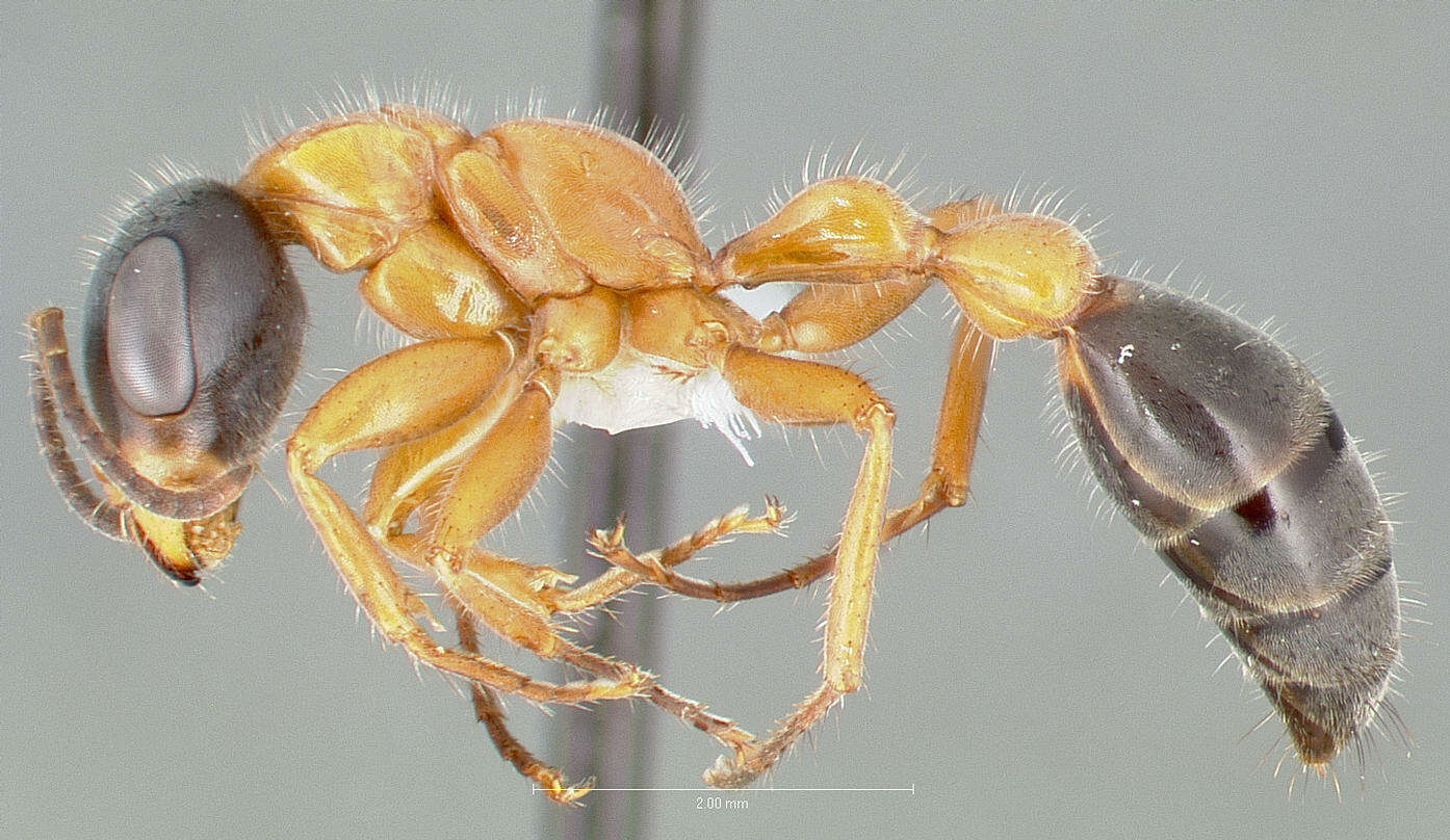 Image of Pseudomyrmex major (Forel 1899)