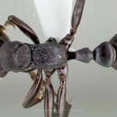 Pseudomyrmex niger (Donisthorpe 1940) resmi