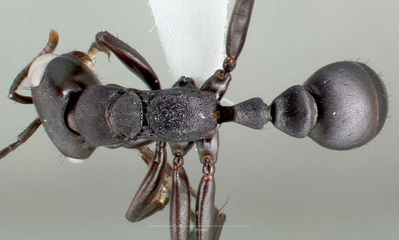 صورة Pseudomyrmex niger (Donisthorpe 1940)