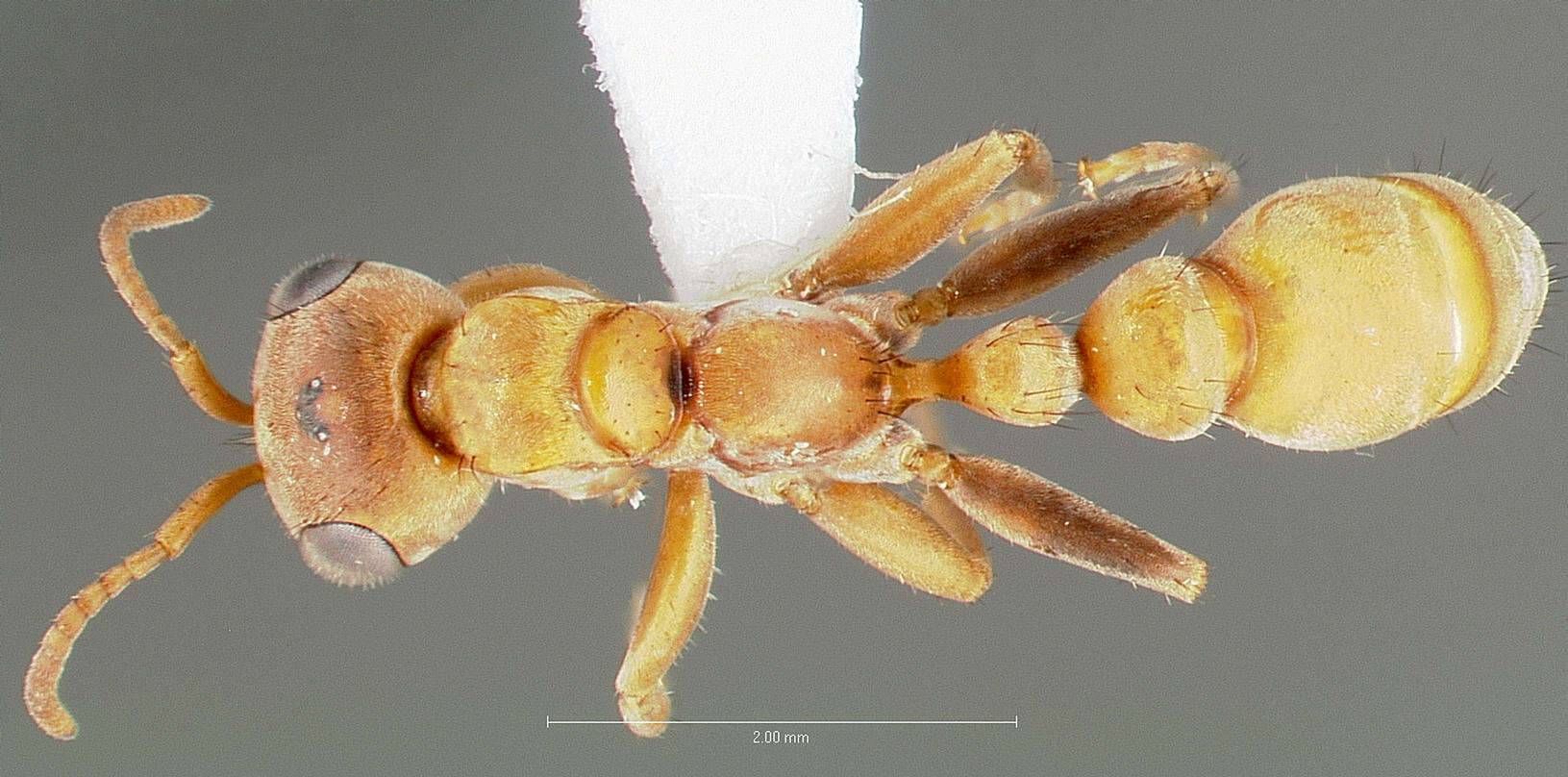 Pseudomyrmex nigropilosus (Emery 1890) resmi