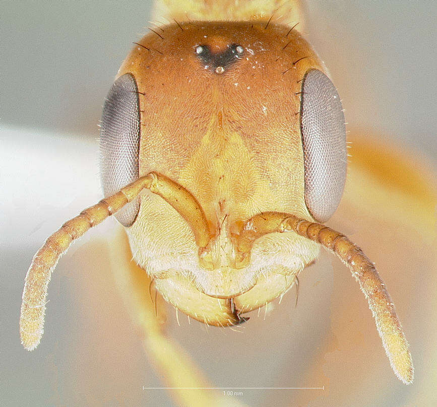 Pseudomyrmex nigropilosus (Emery 1890) resmi