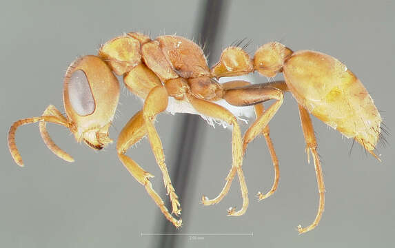 صورة Pseudomyrmex nigropilosus (Emery 1890)