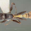 Image of Pseudomyrmex opaciceps Ward 1993