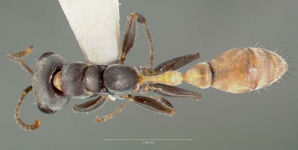 Image of Pseudomyrmex opaciceps Ward 1993