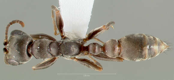 Image of Pseudomyrmex simulans Kempf 1958