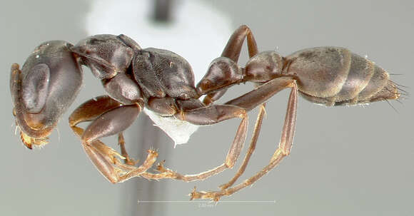 Image of Pseudomyrmex simulans Kempf 1958