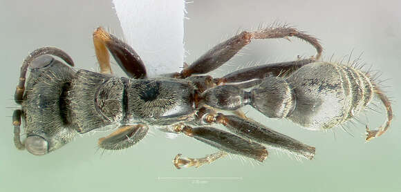 Image of Pseudomyrmex unicolor (Smith 1855)