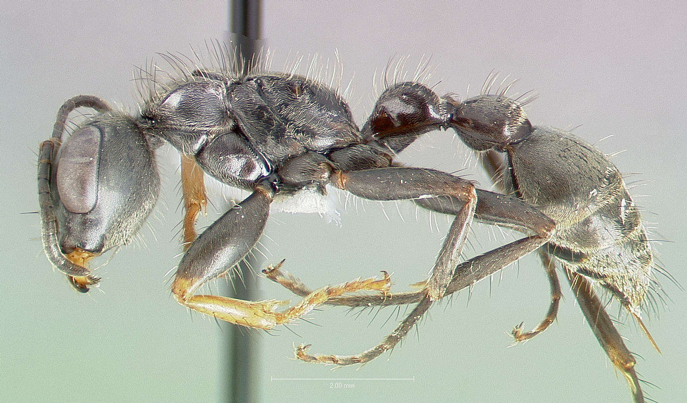 صورة Pseudomyrmex unicolor (Smith 1855)