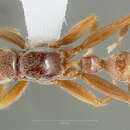 Слика од Pseudomyrmex squamifer (Emery 1890)