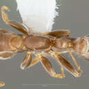 Pseudomyrmex alustratus Ward 1989 resmi