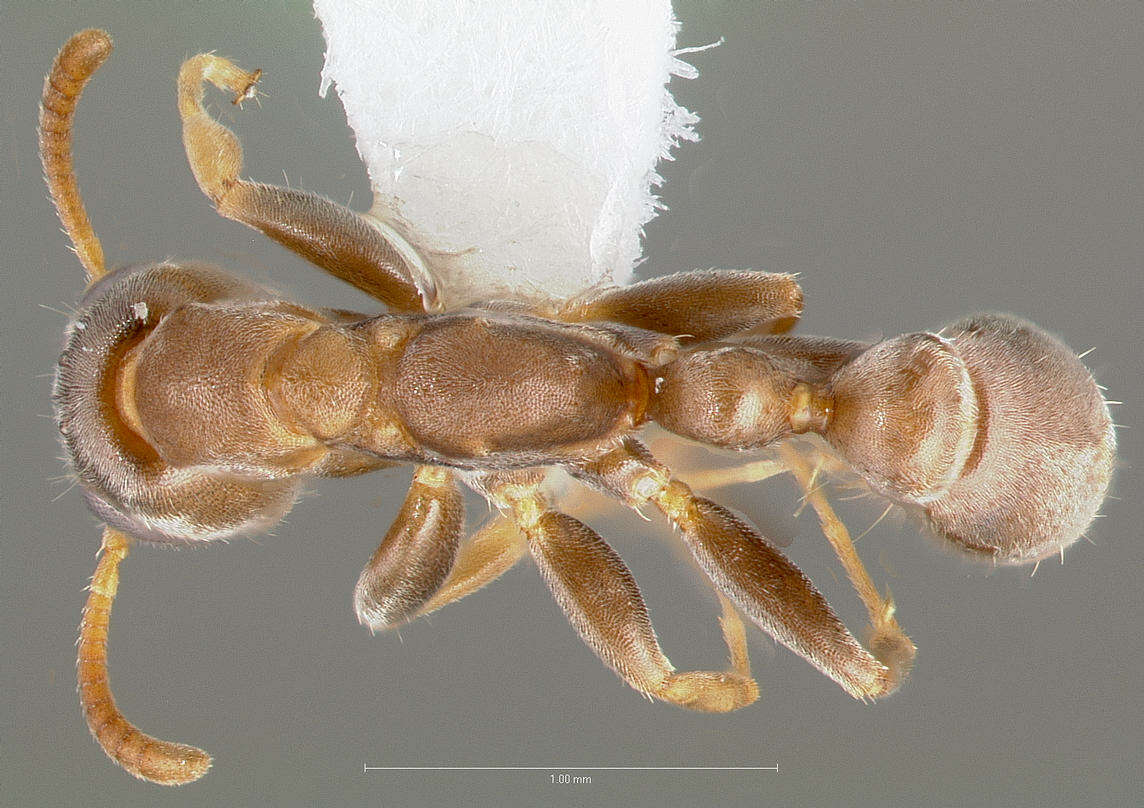 Image of Pseudomyrmex alustratus Ward 1989