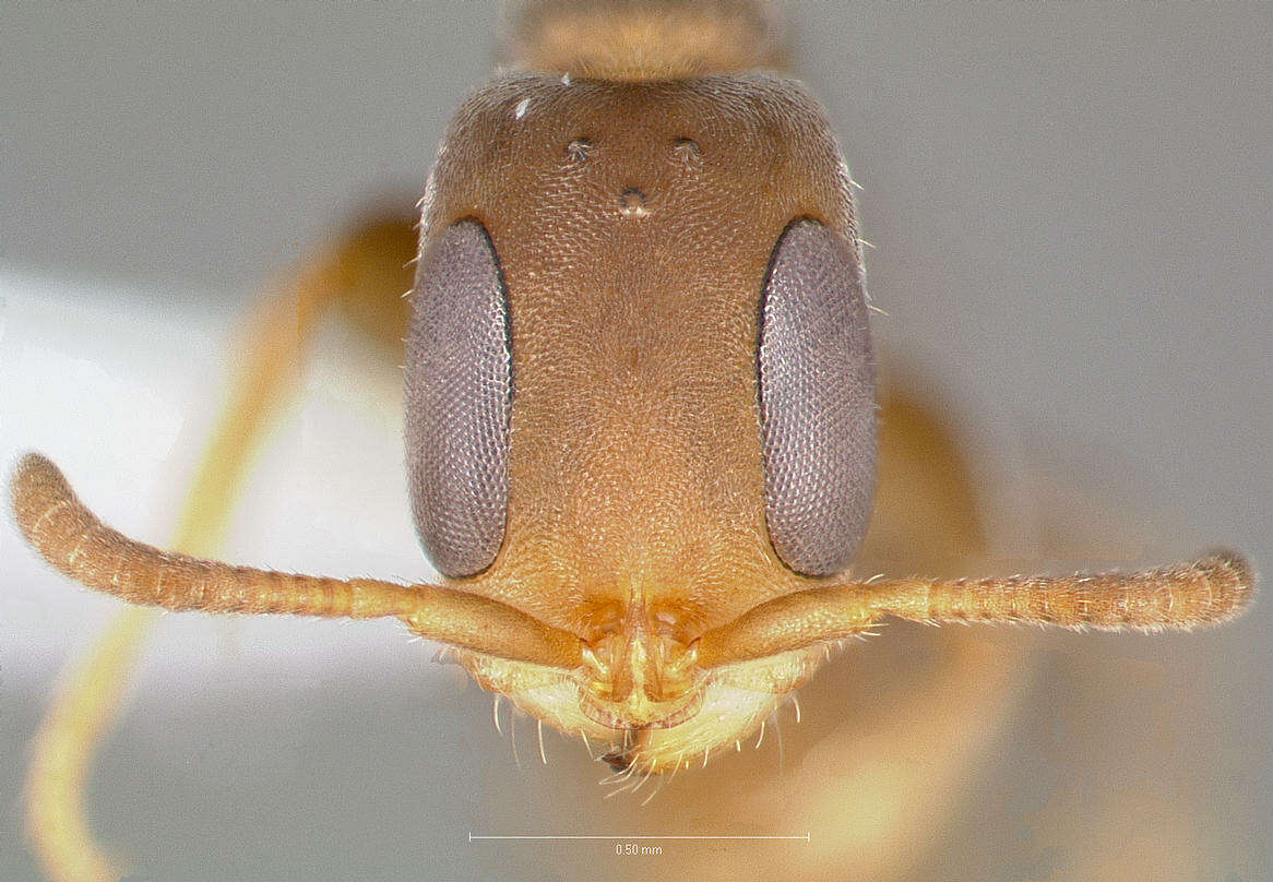 Image of Pseudomyrmex alustratus Ward 1989