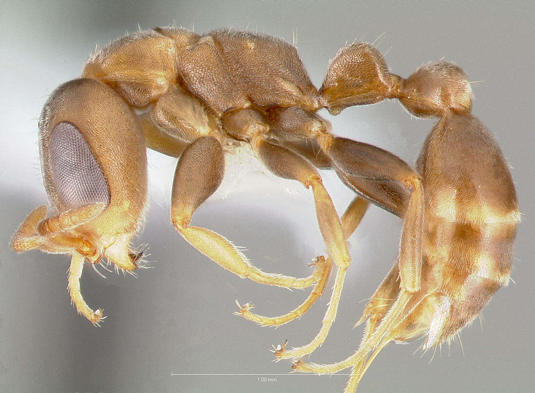 Image of Pseudomyrmex alustratus Ward 1989