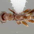 Image of Pseudomyrmex caeciliae (Forel 1913)