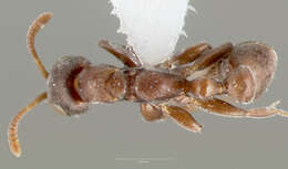 Image of Pseudomyrmex caeciliae (Forel 1913)