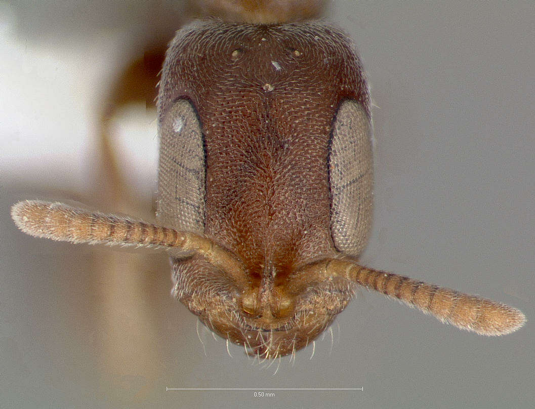 Image of Pseudomyrmex caeciliae (Forel 1913)