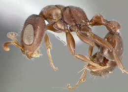 Image of Pseudomyrmex caeciliae (Forel 1913)