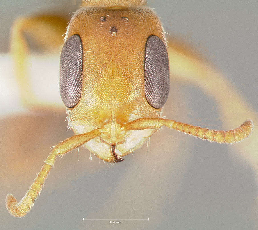Image of Pseudomyrmex curacaensis (Forel 1912)