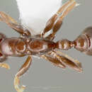 صورة Pseudomyrmex eduardi (Forel 1912)