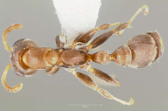 Image of Ant