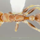 Слика од Pseudomyrmex oculatus (Smith 1855)