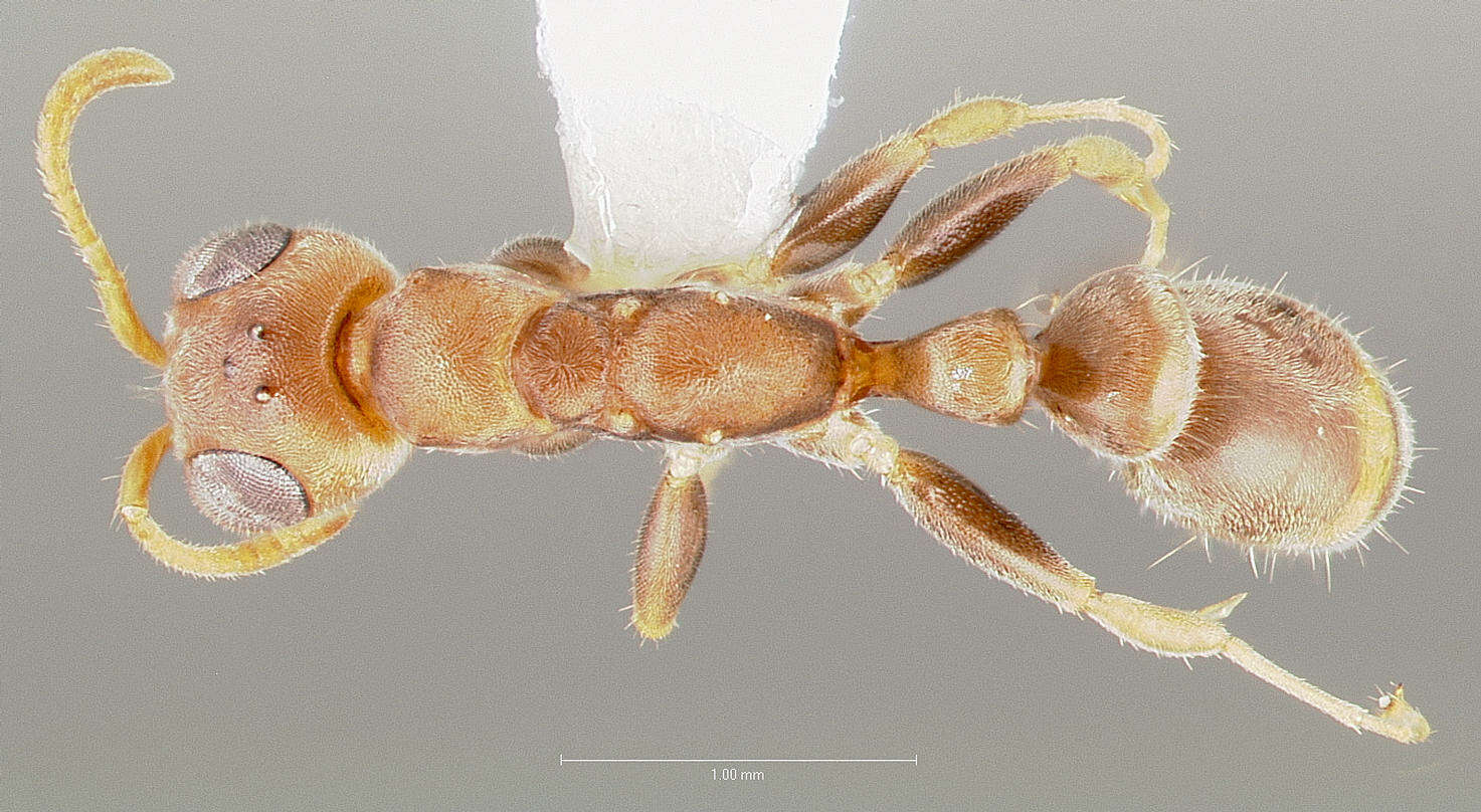 Image of Pseudomyrmex oculatus (Smith 1855)