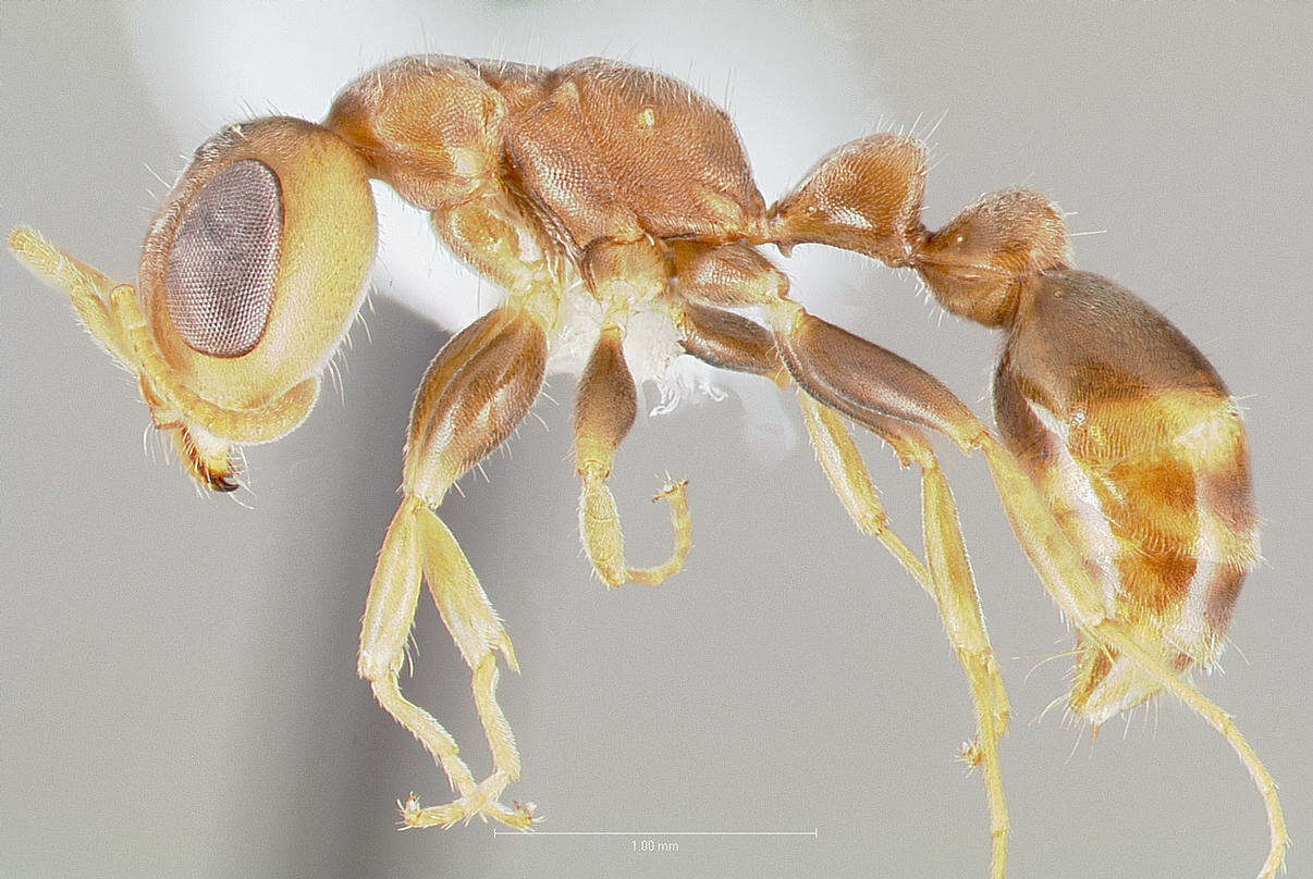 Image of Pseudomyrmex oculatus (Smith 1855)