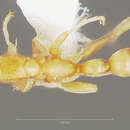 Image of Pseudomyrmex pisinnus Ward 1989