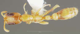 Image of Pseudomyrmex pisinnus Ward 1989