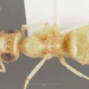 Image of Myrmecocystus ewarti Snelling 1971