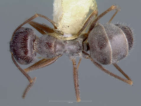 Image of Myrmecocystus hammettensis Cole 1938