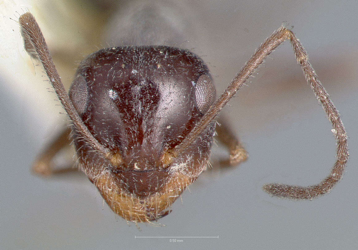 Image of Myrmecocystus hammettensis Cole 1938