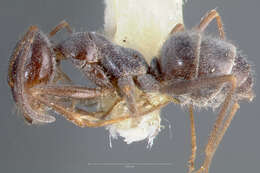 Image of Myrmecocystus hammettensis Cole 1938