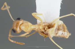 Imagem de Myrmecocystus christineae Snelling 1982