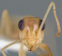 Imagem de Myrmecocystus christineae Snelling 1982