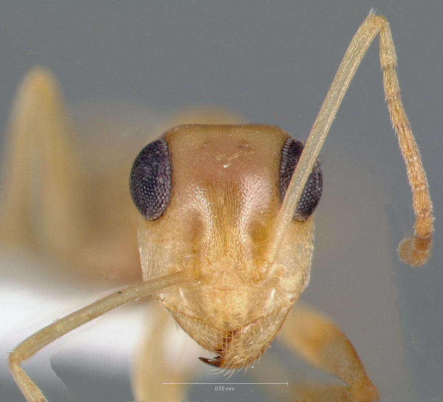 Imagem de Myrmecocystus christineae Snelling 1982