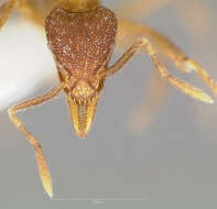 Image of Strumigenys ludovici