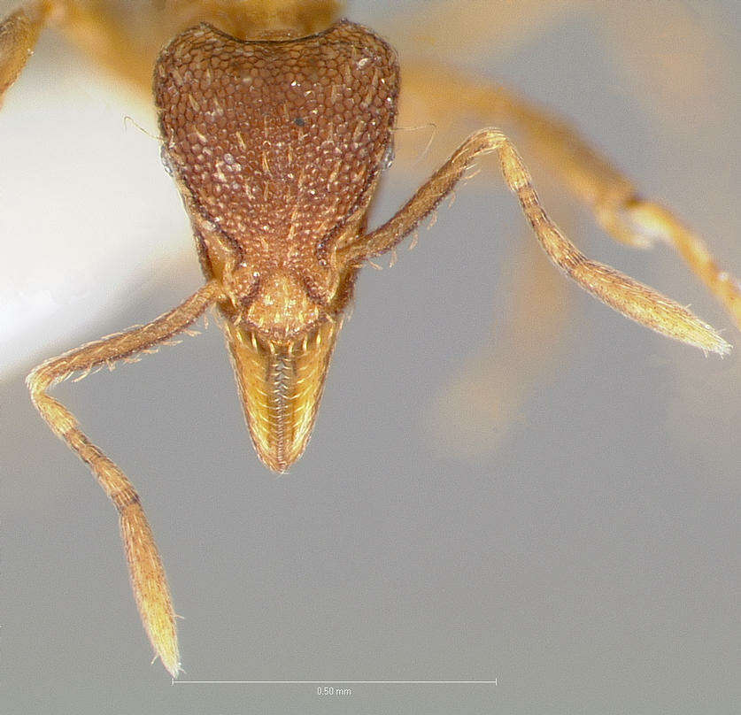 Image of Strumigenys ludovici