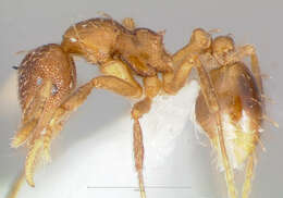 Image of Strumigenys ludovici
